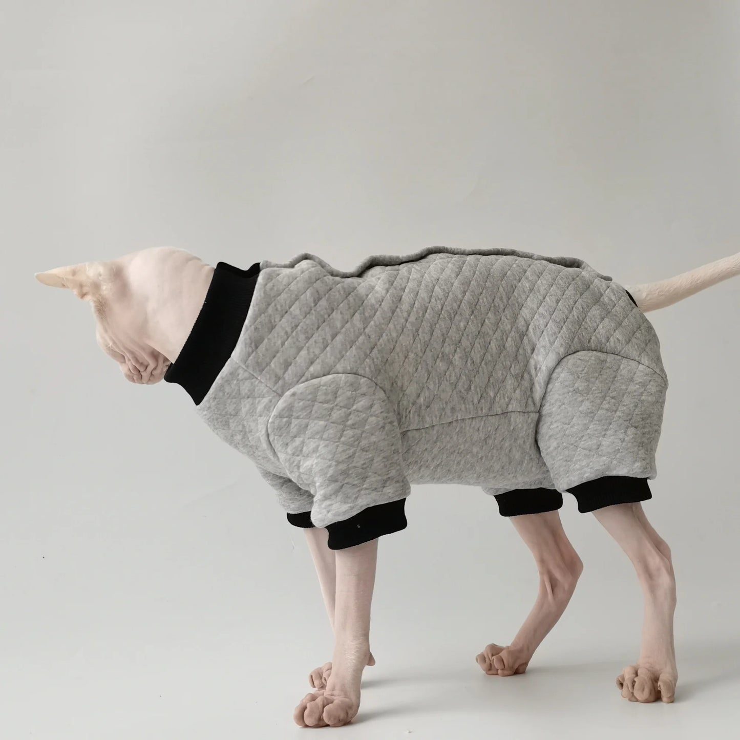 Sphynx Cat Grey Jumpsuit Jacket