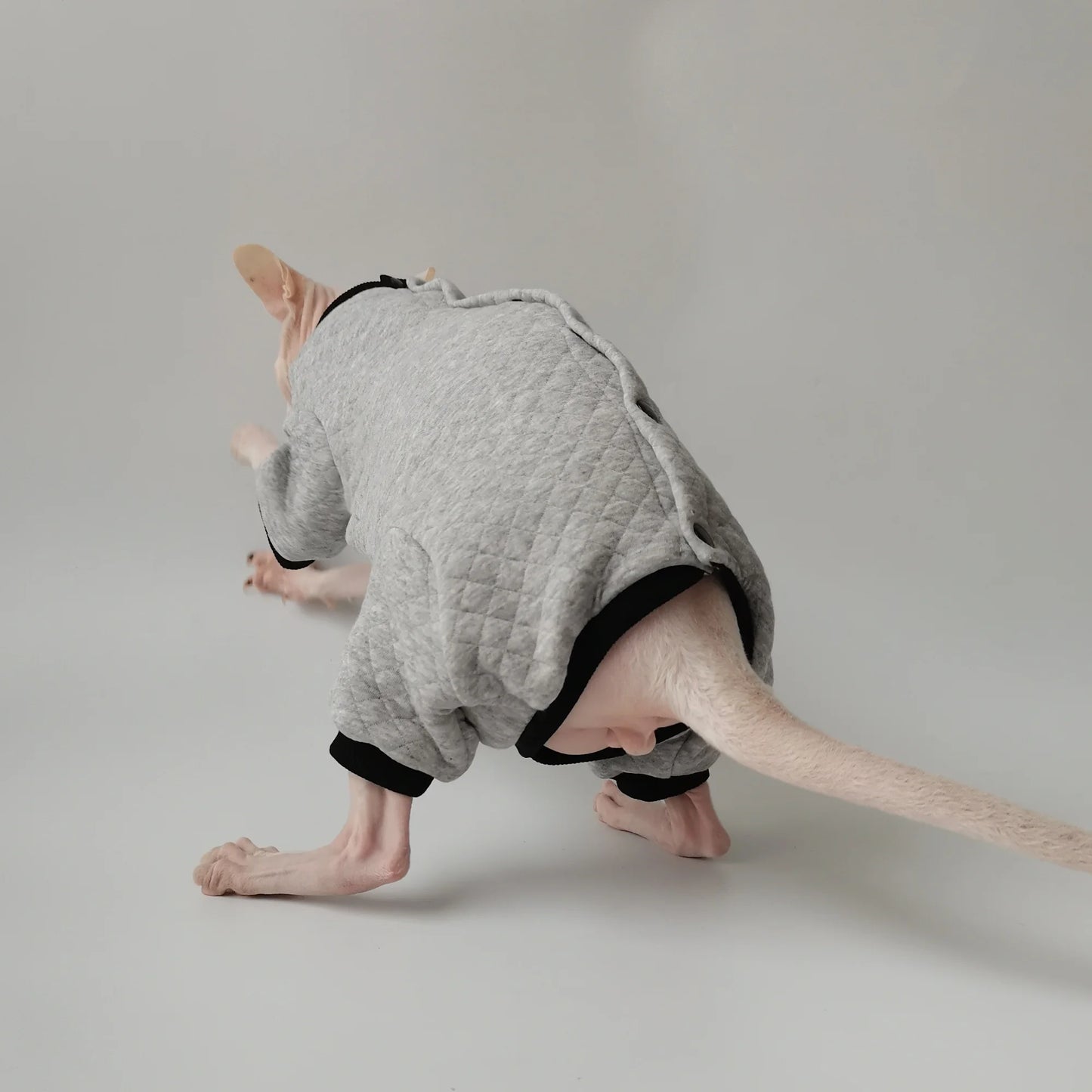 Sphynx Cat Grey Jumpsuit Jacket