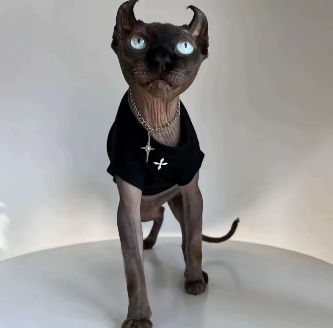 SALE Cross Sphynx Cat T-shirt Black - M