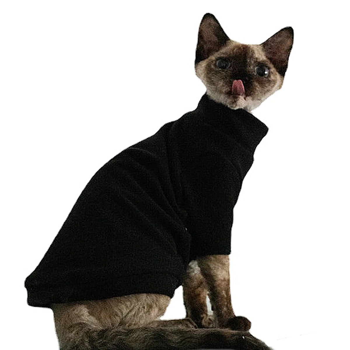 Sphynx cat hot sale with jumper